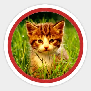 CUTE CAT Sticker